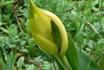 PICTURES/Walk Along The Metolius River/t_Pod Flower2.JPG